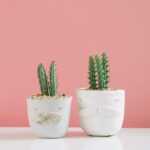 45 cool and catchy names for plants that capture your plant babys personality