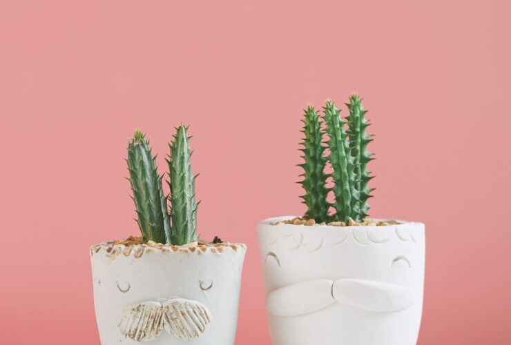 45 cool and catchy names for plants that capture your plant babys personality