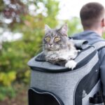 How to Choose the Best Cat Carrier for Your Cat